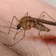 Illustration for article titled What You Need To Know About The Zika Virus